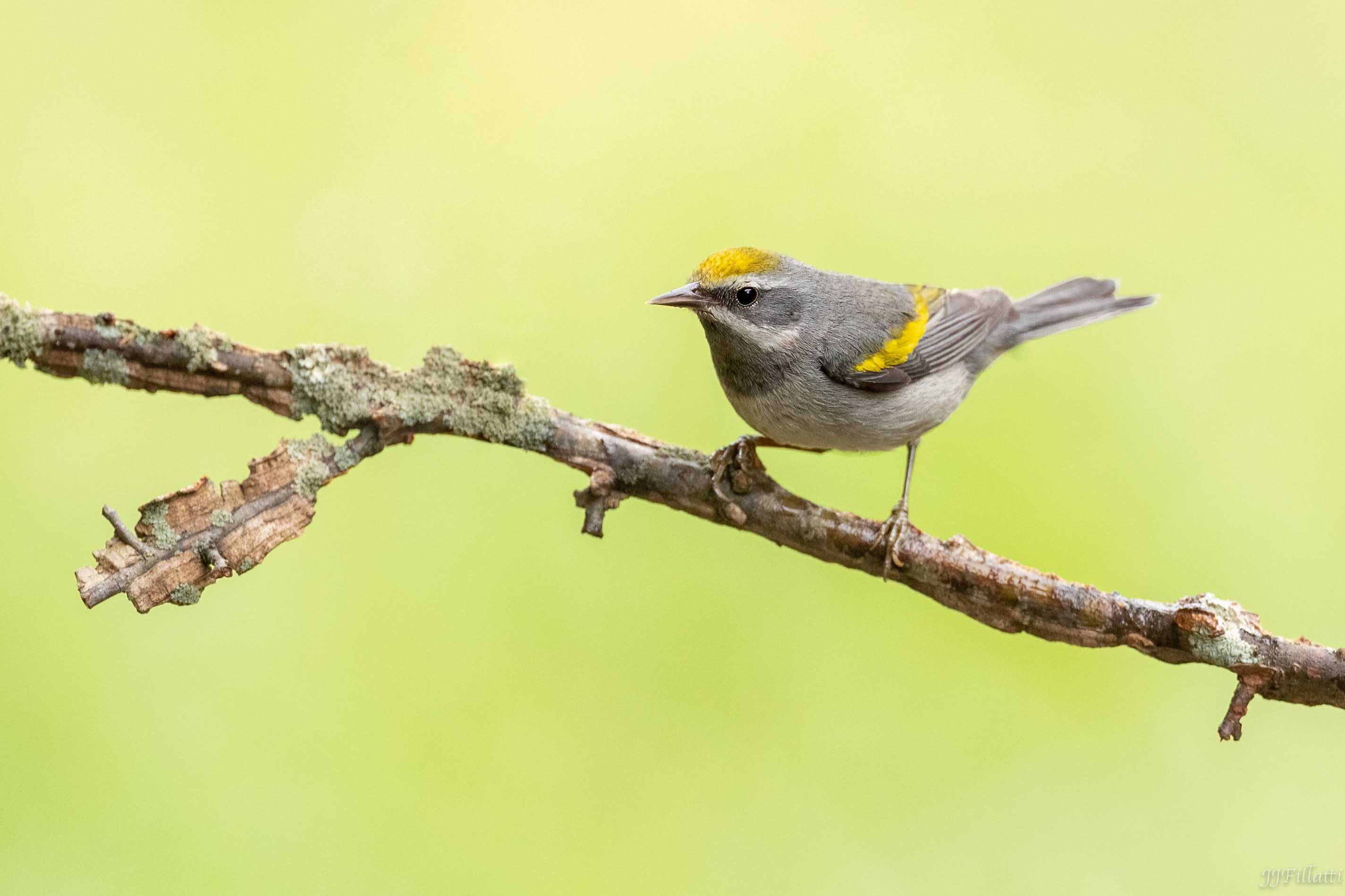 bird of Galveston Island image 17